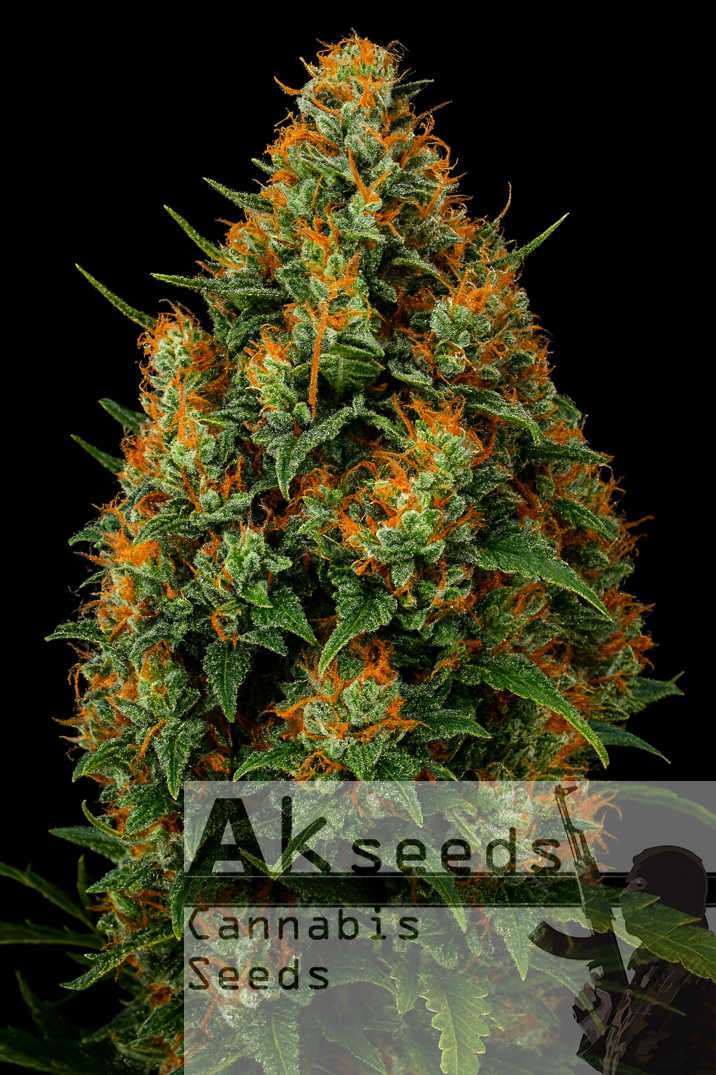 Big Devil XXL Autoflow